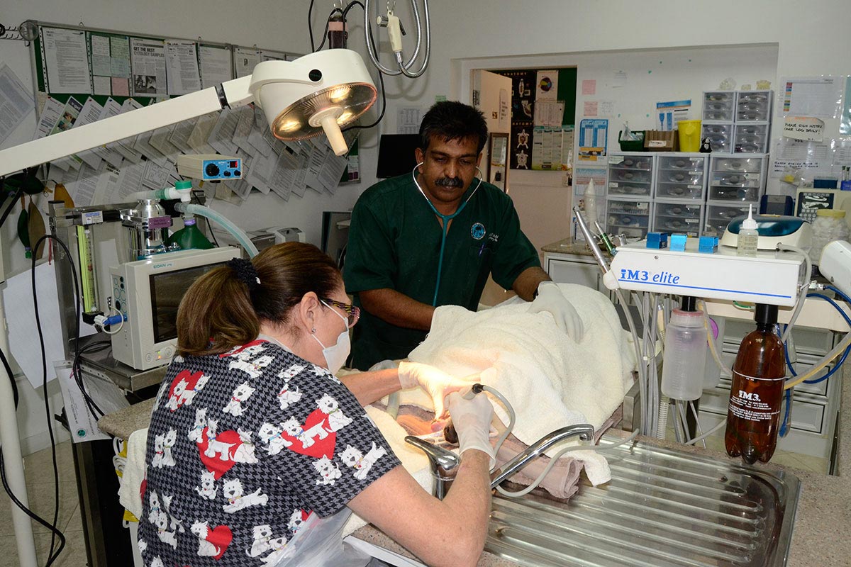 Dental-procedure