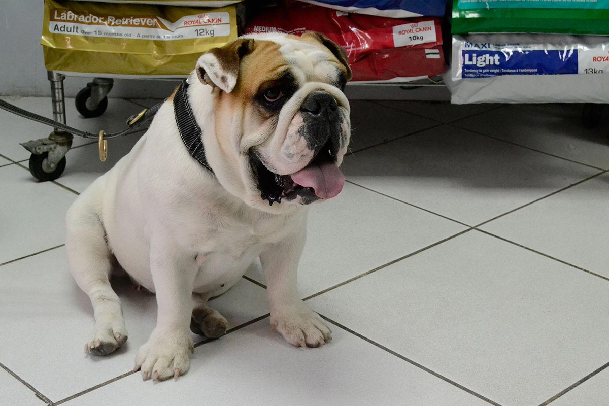 Handsome-Bulldog