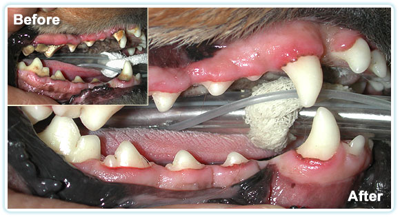 dental_ba