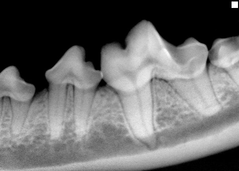 dentalxray