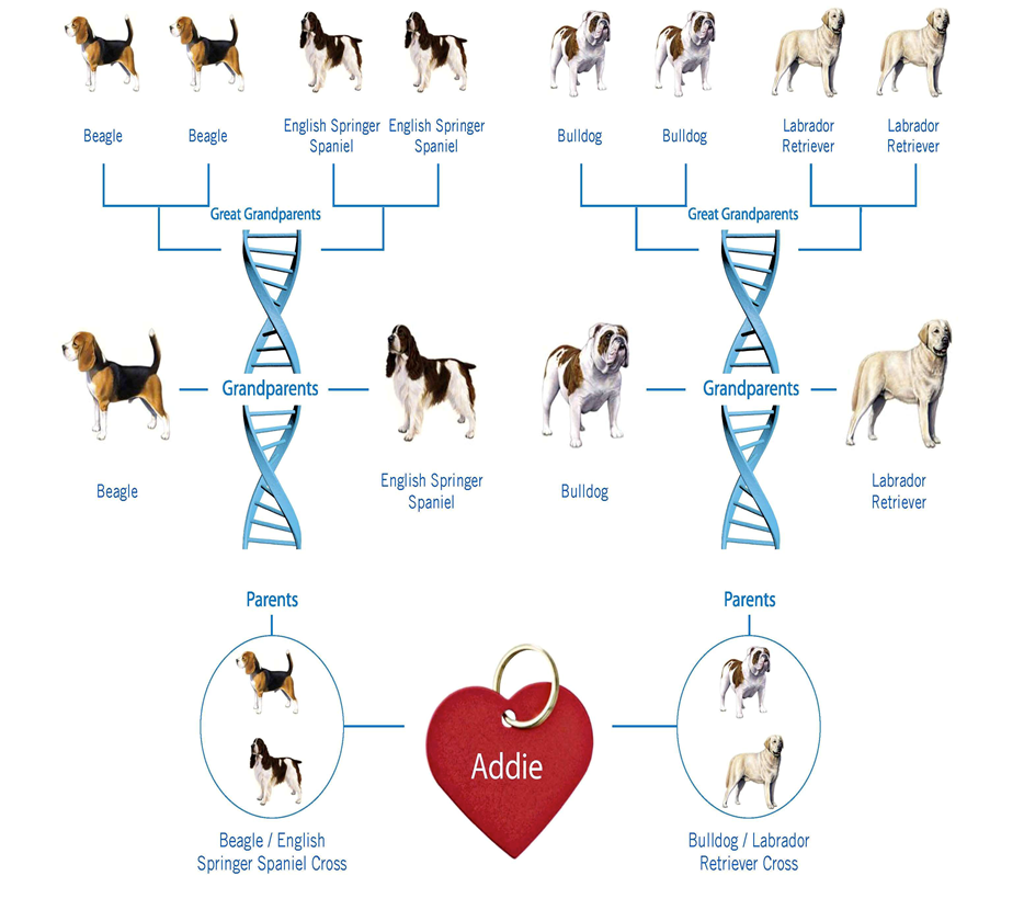 dnatest
