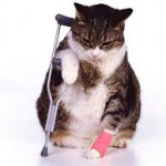 cat ill