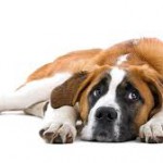 dog ill