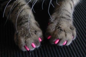 pink pink